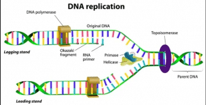 Processes & Steps of DNA Replication