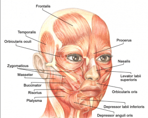 What is the Frontalis Muscle? – Definition & Function