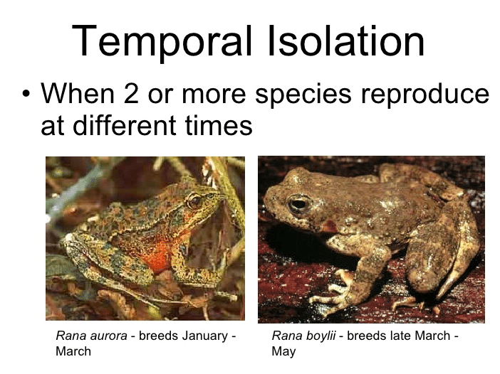 What Is Temporal Isolation In Biology Example