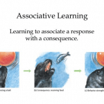 Associative Learning: Definition, Theory & Examples