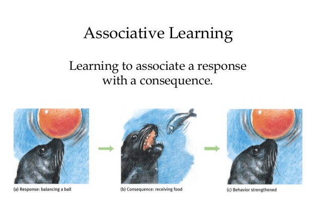 Associative Learning