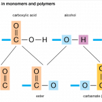 Monomers: Types & Examples