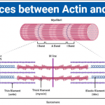 Actin vs Myosin- Definition, Examples