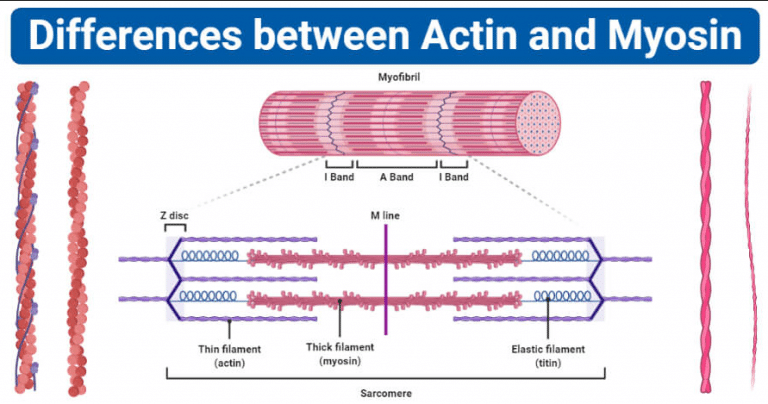 Actin And Myosin
